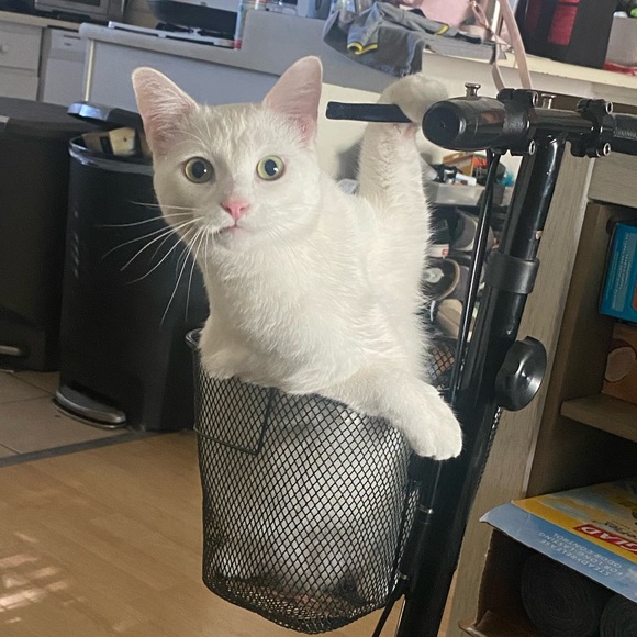 Meet your Posher, Izabela - Picture 3 of 6